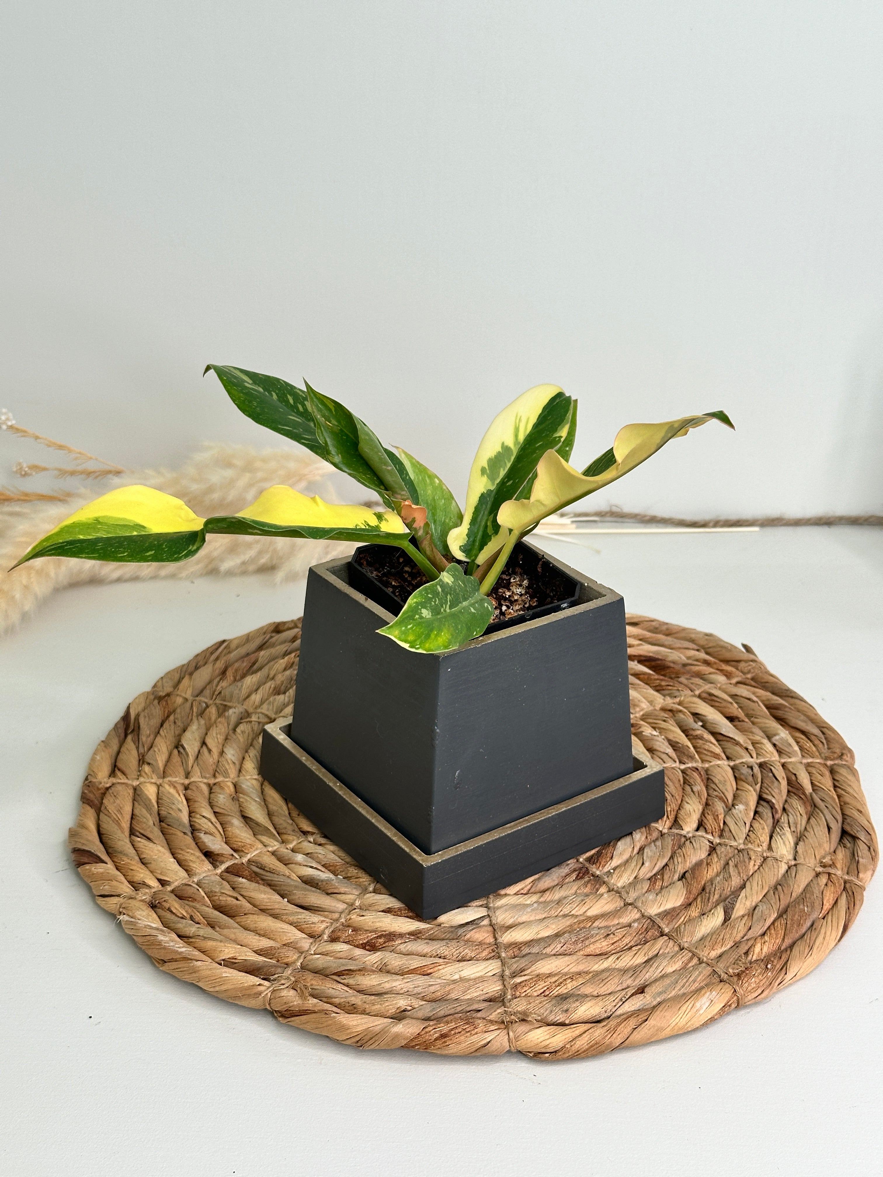 Tapered Square Pot + Saucer