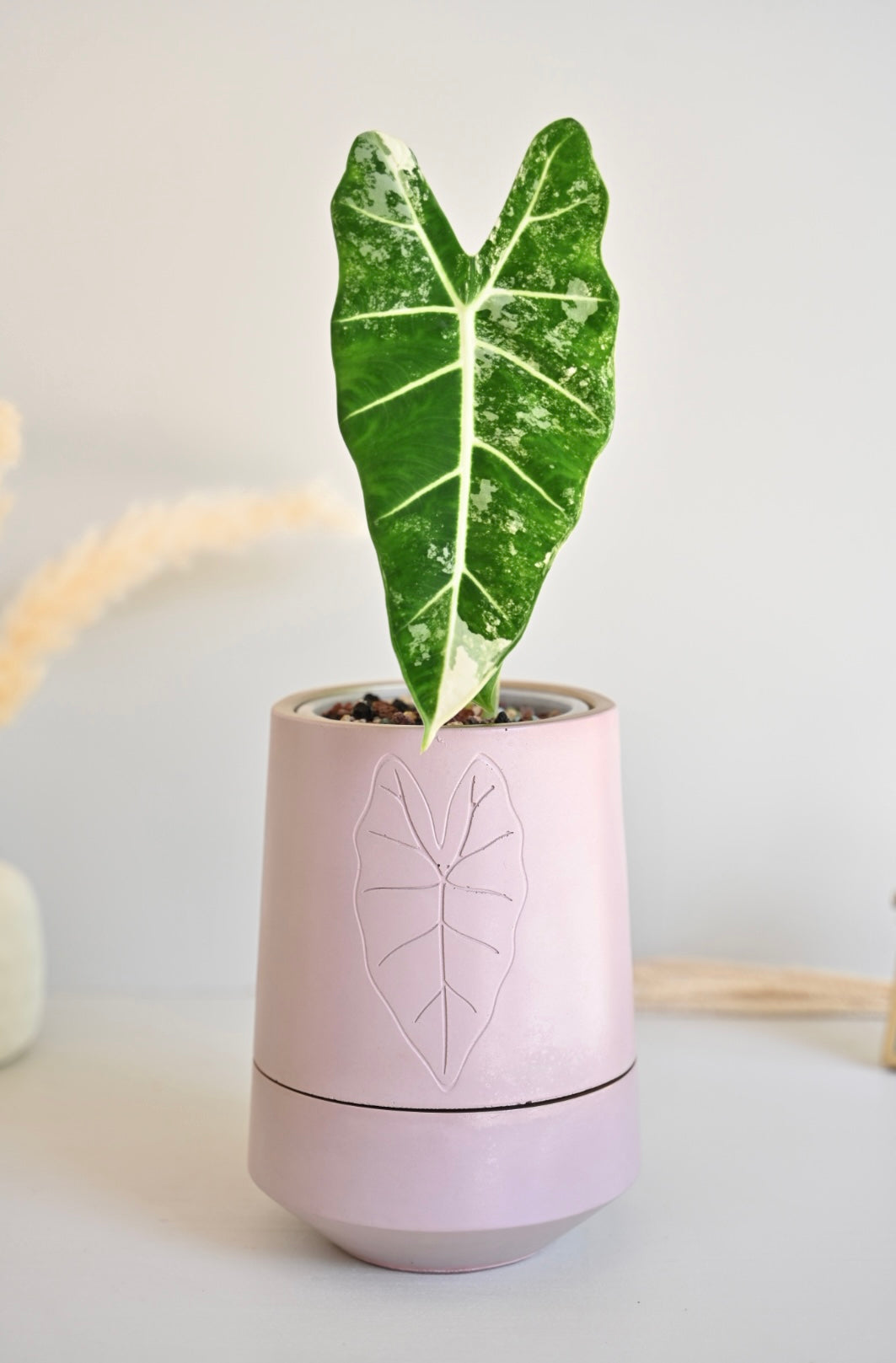 Tall Alocasia Pot - Self Watering Planter
