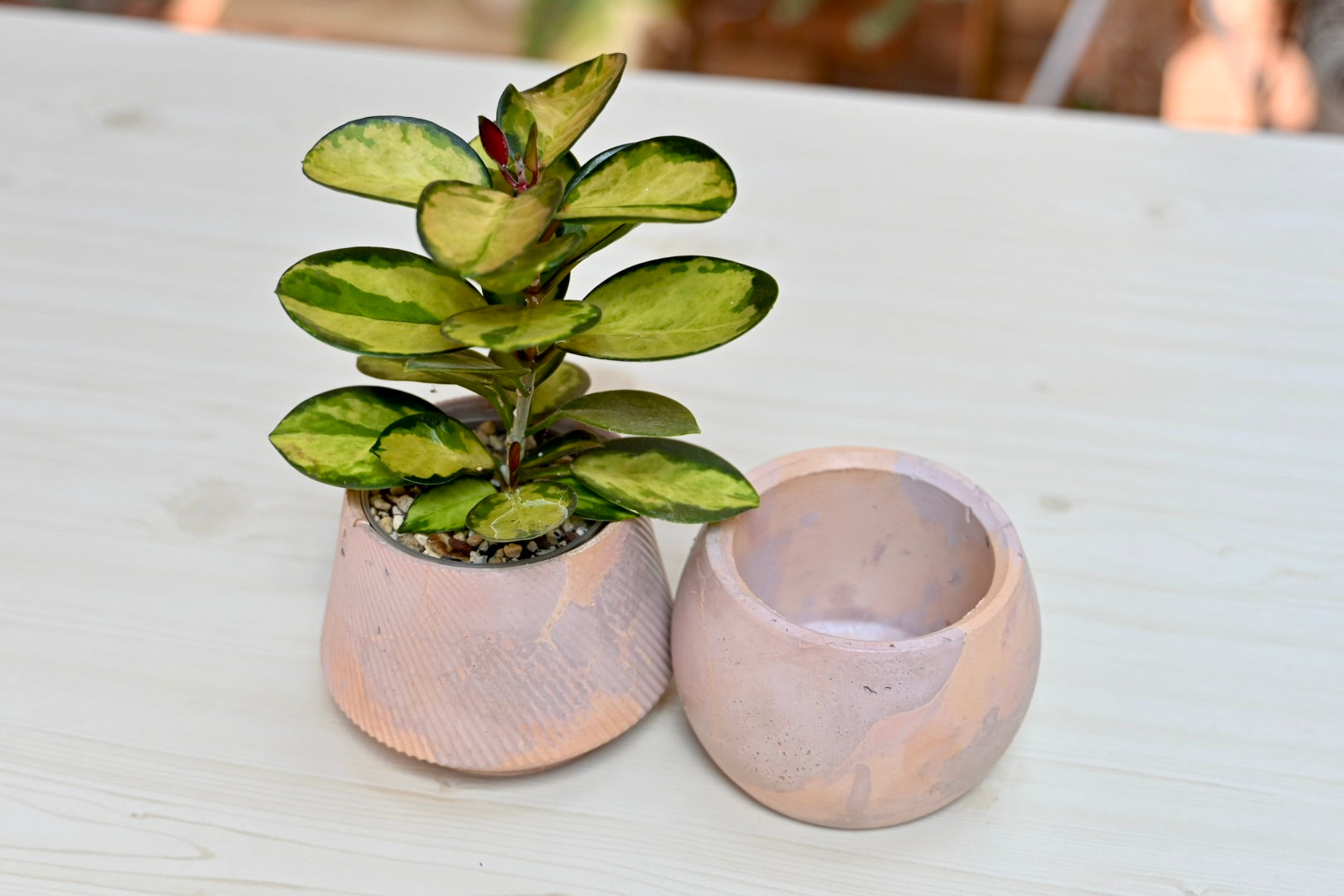 Unique Bowl Planter