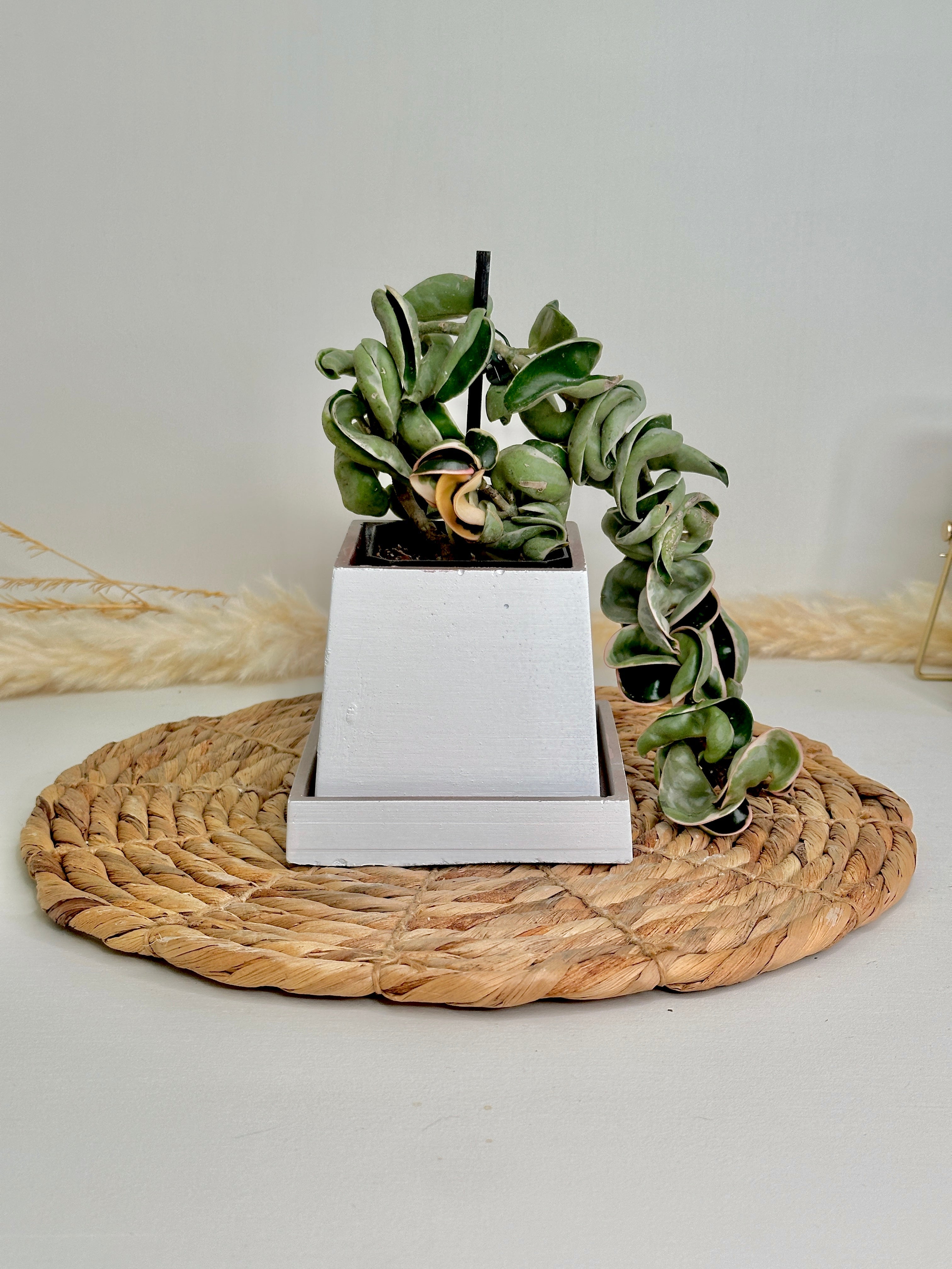hoya compacta variegata plant with pot bundle