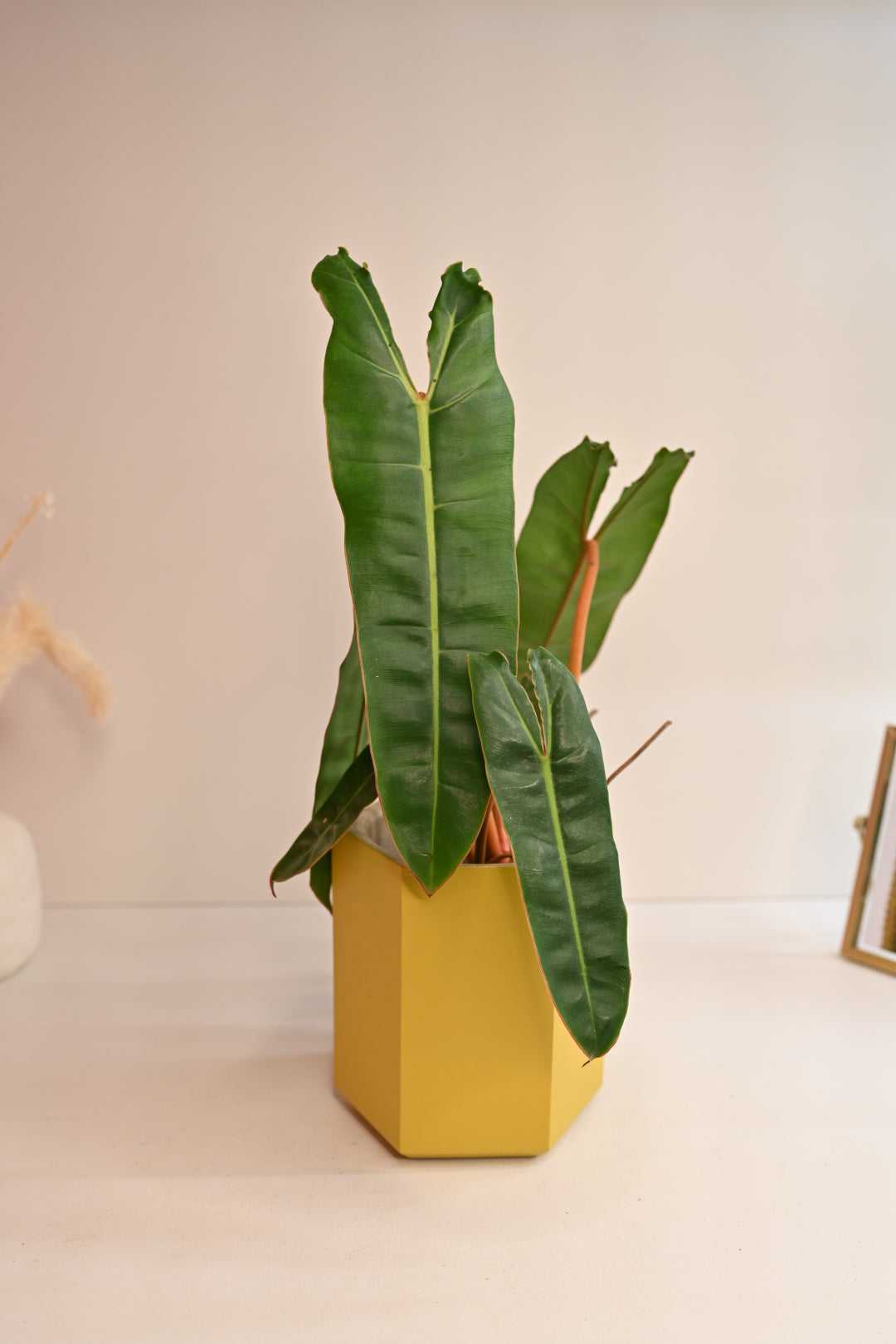 Hexagon Pot