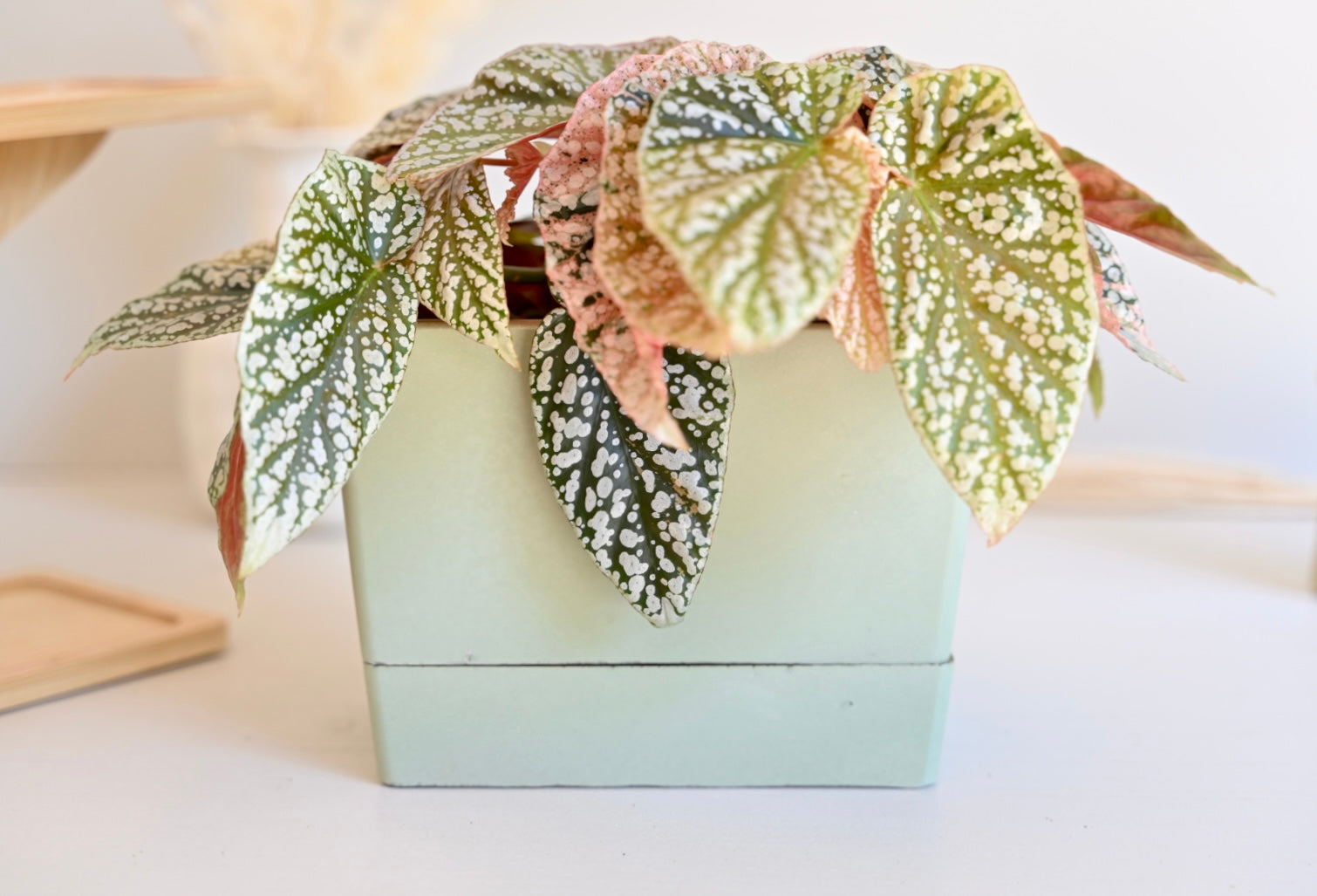 Self Watering Rectangle Planter Box