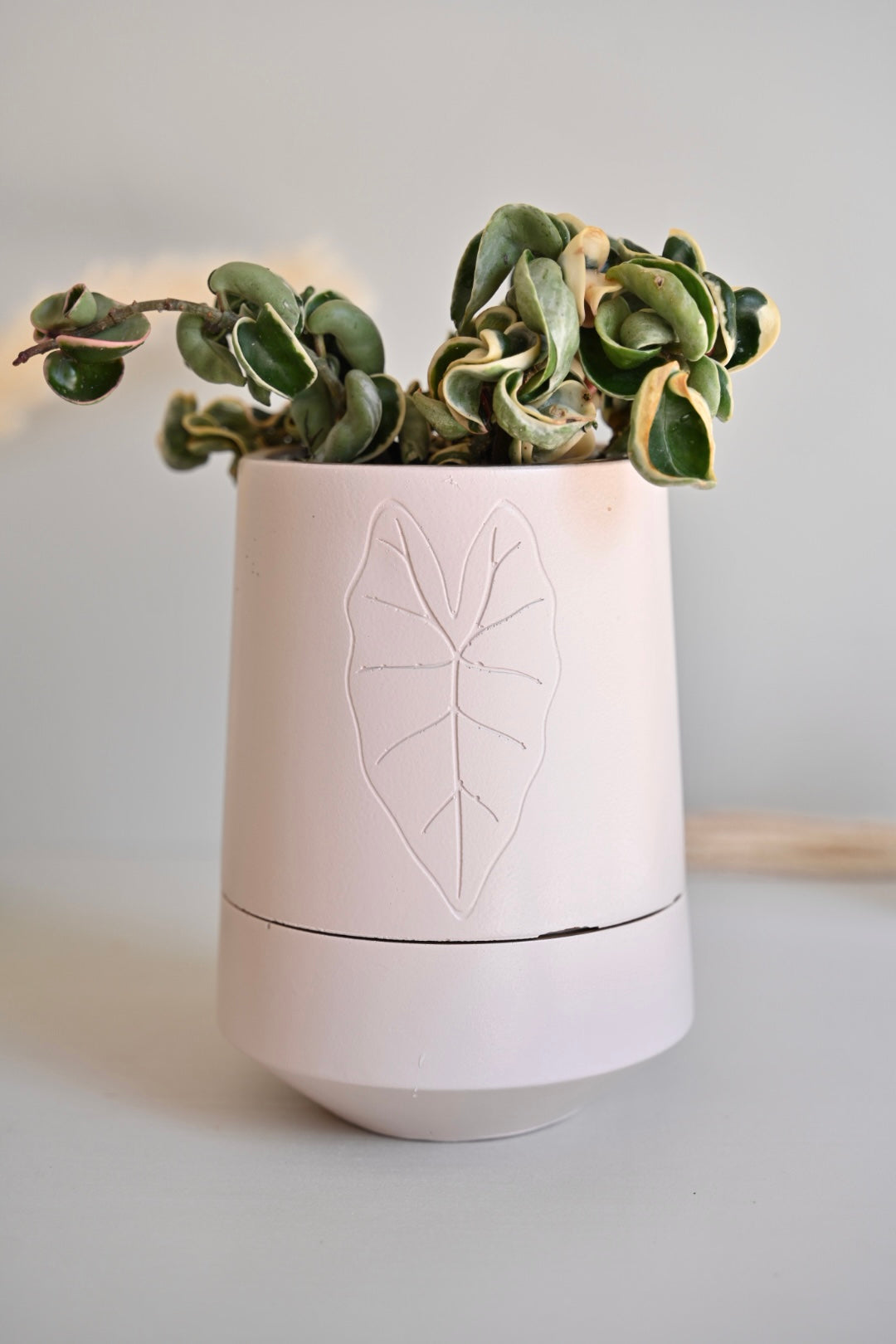 Tall Alocasia Pot - Self Watering Planter