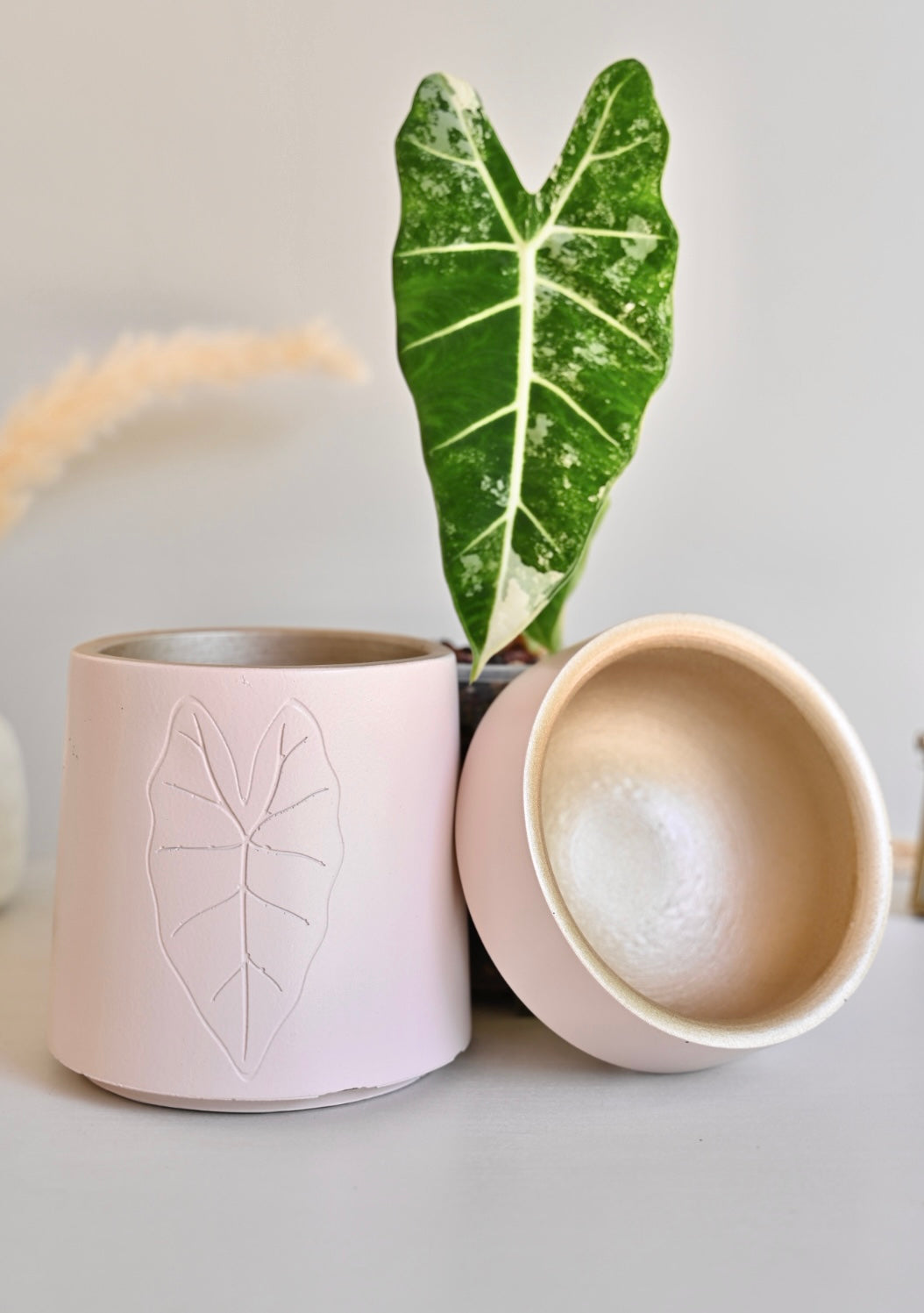 Tall Alocasia Pot - Self Watering Planter