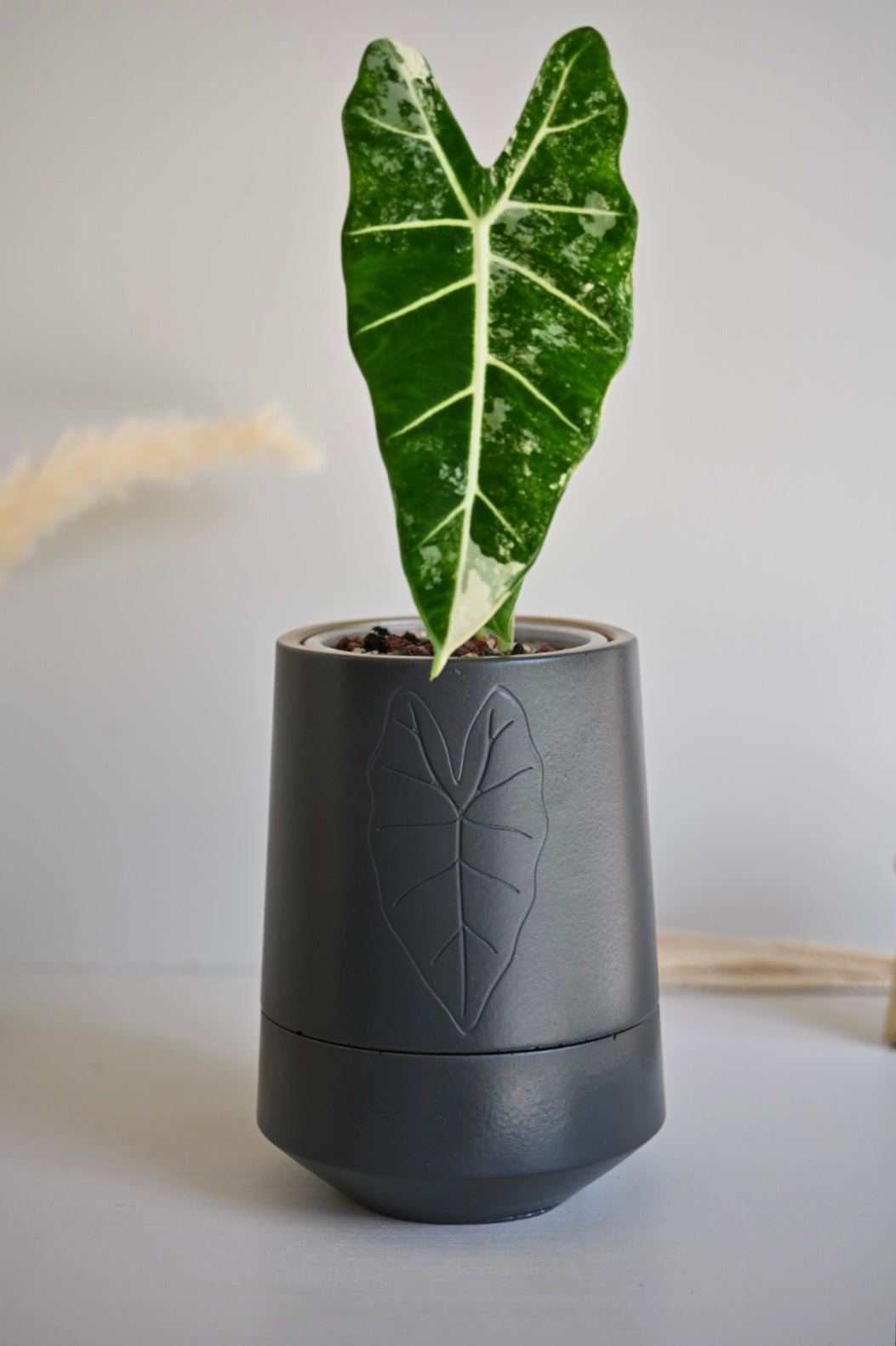 Tall Alocasia Pot - Self Watering Planter
