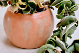 Unique Bowl Planter