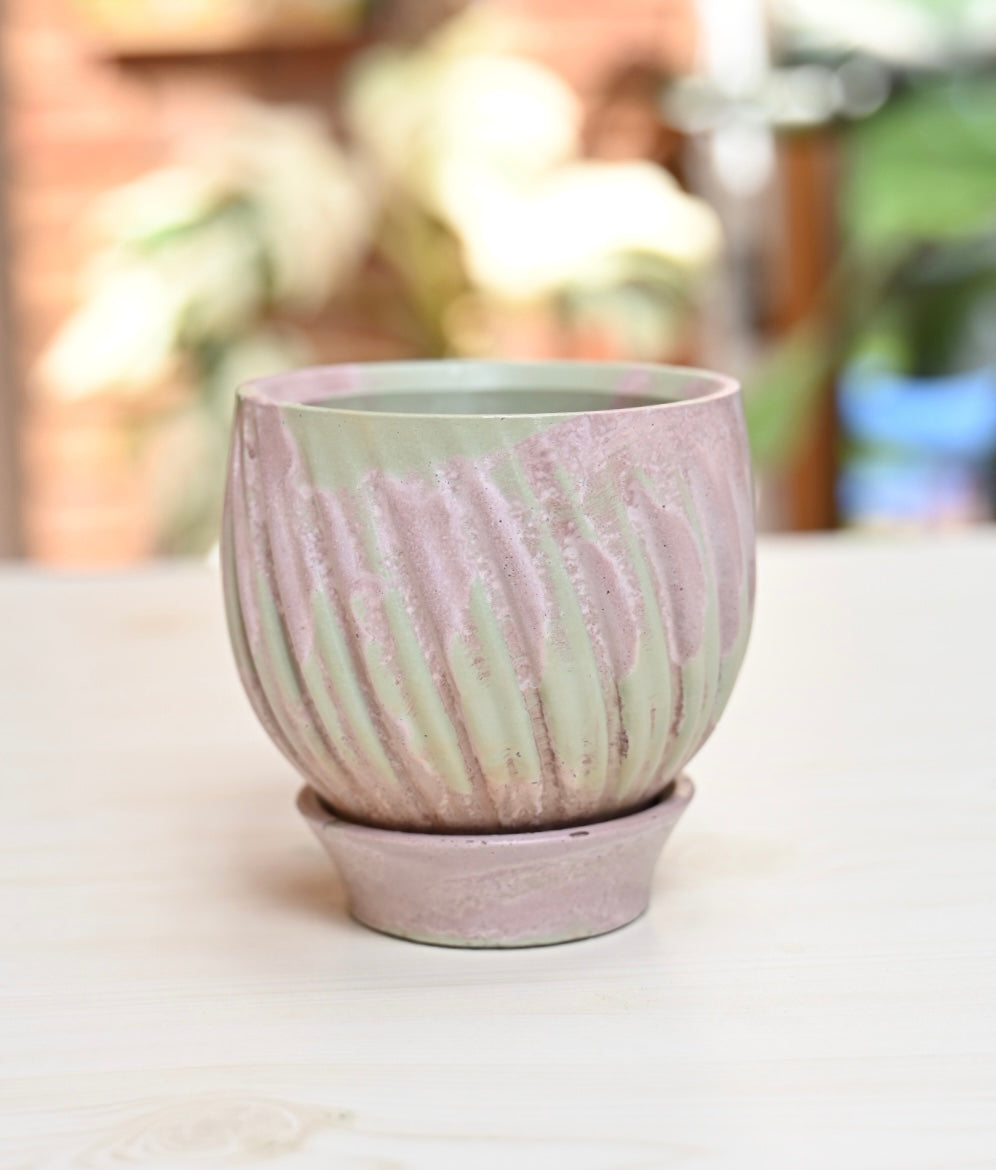 Unique Tulip + Saucer