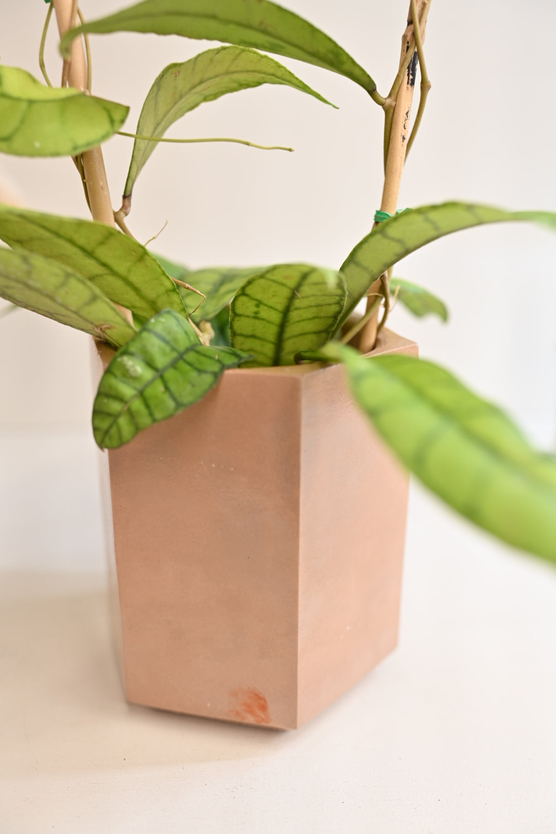 hoya callistophylla unique rare plant for sale in handmade pot