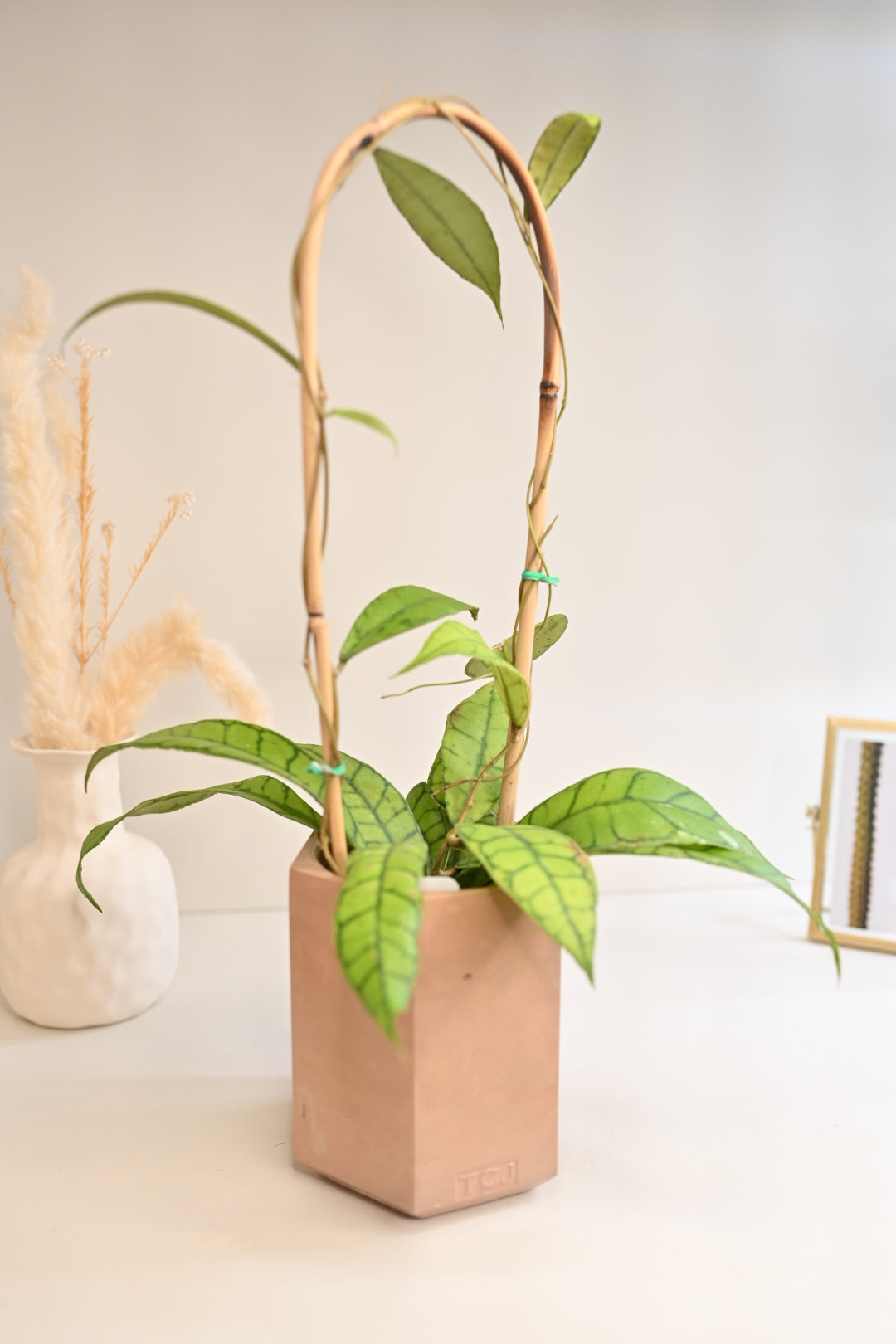 hoya callistophylla unique rare plant for sale in handmade pot
